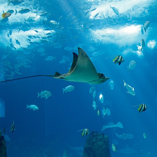 Lisbon Oceanarium: The world's best aquarium